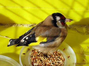 goldfinch.jpg