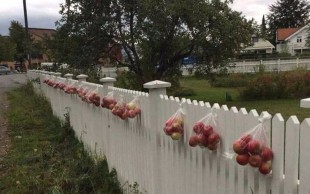 С какой целью,развешаны яблоки?Страна Норвегия.