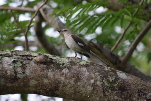 Mimus polyglottos<br />© Sergei Shokalo