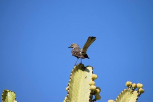 Mimus polyglottos<br />© Sergei Shokalo