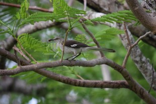 Mimus polyglottos<br />© Sergei Shokalo