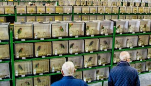 in-zwolle.jpg (101.78 КБ) 33524 просмотра WK in Zwolle<br />© nieuws.nl