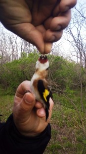 IMG_20190424_061610.jpg (176.1 КБ) 8736 просмотров Щегол с белой копейкой.