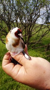 IMG_20190424_132740.jpg (232.34 КБ) 8736 просмотров Щегол питался почками тополя,карагача или берёзовыми.