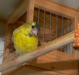 P1470657.JPG (145.27 КБ) 49624 просмотра .