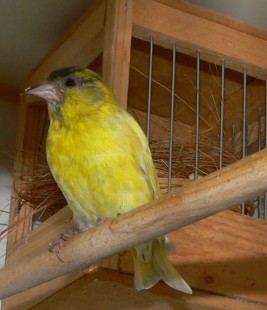 P1470659.JPG (169.94 КБ) 49624 просмотра .