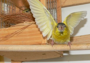 P1470645.JPG (632.82 КБ) 49624 просмотра Охрана )))