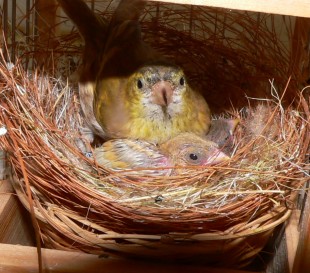 P1470771.JPG (363.81 КБ) 49491 просмотр С мамой