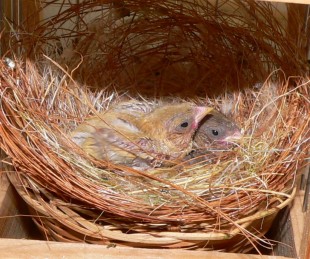 P1470783.JPG (299.76 КБ) 49491 просмотр Спим и растем )))