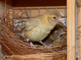 P1470808.JPG (313.91 КБ) 49399 просмотров Наблюдает, следит за папашей))