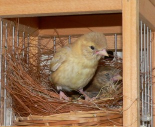 P1470806.JPG (343.13 КБ) 49399 просмотров Ждет очередную порцию корма.