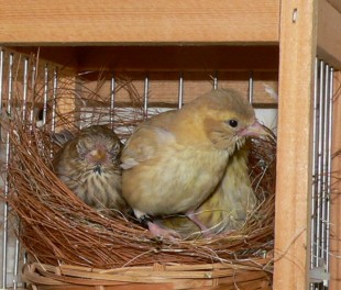 P1470811.JPG (213.33 КБ) 49399 просмотров Самочка все же еще поместилась))