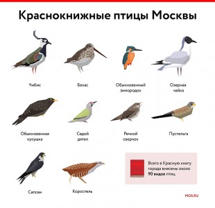 knizhnie-ptitsi.jpg