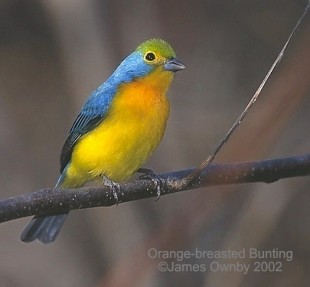 Passerina leclancheri-Orange-breasted Bunting (2).jpg