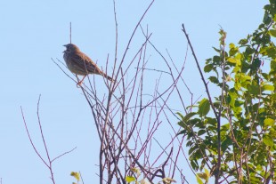 Emberiza calandra_03.jpg