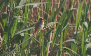 Acrocephalus arundinaceus_02.jpg