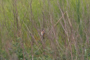 Carduelis_01.jpg