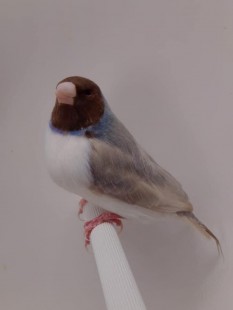 151.jpg (18.2 КБ) 38893 просмотра © Filippo Pagliarini & <br />Nicolas Casciello