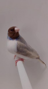 152.jpg (14.07 КБ) 38893 просмотра © Filippo Pagliarini & <br />Nicolas Casciello