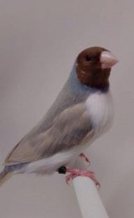 153.jpg (19 КБ) 38893 просмотра © Filippo Pagliarini & <br />Nicolas Casciello