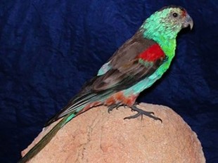 Paradise-Parrot.jpg