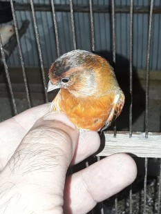 20210620_194140.jpg (102.63 КБ) 803470 просмотров Гибрид F1, самец<br />Огненный чиж х канарейка<br />© GA.