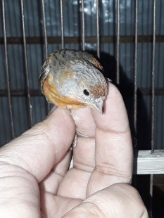 20210620_193744.jpg (85.84 КБ) 267614 просмотров Гибрид F1, самка<br />Огненный чиж х канарейка<br />© GA.