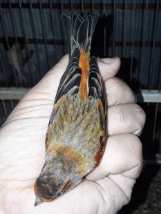 20210620_194044.jpg (102.74 КБ) 828249 просмотров Гибрид F1, самец<br />Огненный чиж х канарейка<br />© GA.