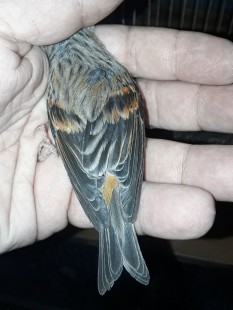 20210620_193902.jpg (214.25 КБ) 803732 просмотра Гибрид F1, самка<br />Огненный чиж х канарейка<br />© GA.