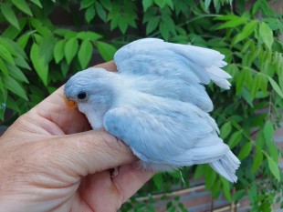 Blue pallid cinnamon edged opaline violet 2.jpg (282.07 КБ) 29381 просмотр © William Jonker