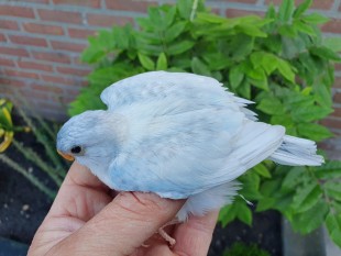 Blue pallid cinnamon edged opaline violet 3.jpg (243.59 КБ) 25218 просмотров © William Jonker