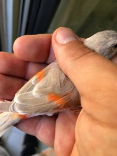 СТ2_n.jpg (56.41 КБ) 31636 просмотров © Nino Costa