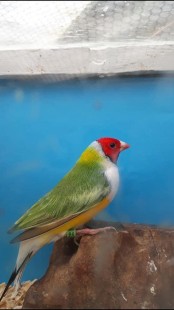 2515.jpg (43.91 КБ) 38809 просмотров © Wynand de Bruyn