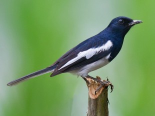 Сорочий шама-дрозд<br />(Copsychus saularis)