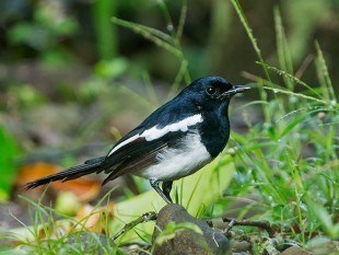 Филиппинский шама-дрозд <br />(Copsychus mindanensis)<br />© Neon Tomas Buenaflor