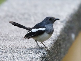 Филиппинский шама-дрозд <br />(Copsychus mindanensis)<br />© Tom Benson