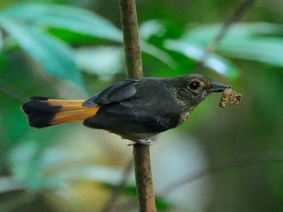 Краснохвостый шама <br />(Copsychus pyrropygus)<br />© Wong Tsu Shi