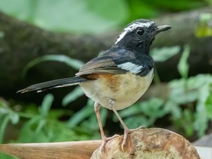 Висайский шама-дрозд<br />(Copsychus superciliaris)