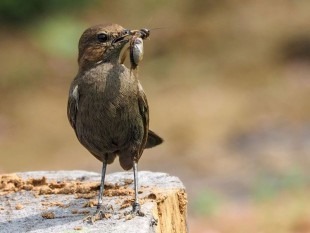 Рыжегузый шама-дрозд <br />(Copsychus fulicatus)<br />© Sohail Madan