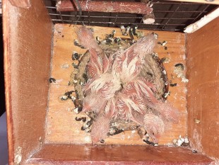 20220814_173534.jpg (158.44 КБ) 31445 просмотров Канарейки