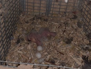 20220814_173703.jpg (144.93 КБ) 31445 просмотров Какарики