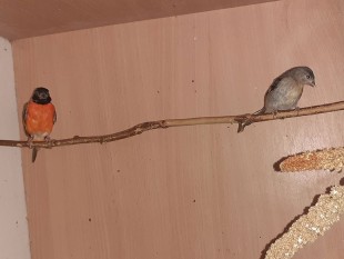 20220814_173636.jpg (62.35 КБ) 31445 просмотров Огненные чижи