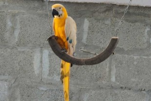 Ararauna-vybelena.jpg