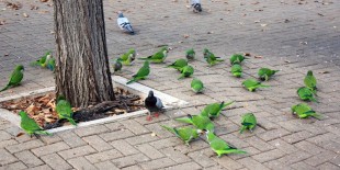 cotorras-barcelona.jpg