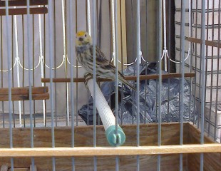 КШ вьюрок.jpg