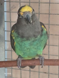 Мейеров попугай, самка