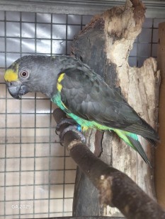 Мейров попугай, самец