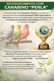 Perla canarino 26.jpg