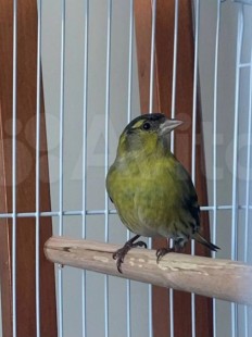 Screenshot_20260319_123453_Yandex Browser.jpg