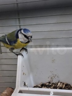 Screenshot_20260319_123710_Yandex Browser.jpg